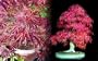 Inazuma Japanese Maple 5 Seeds - Acer - Bonsai