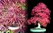 Inazuma Japanese Maple 5 Seeds - Acer - Bonsai