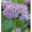 Organic Pennyroyal 100 Seeds-Mentha pulegium-Herb