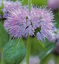 Organic Pennyroyal 100 Seeds