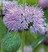 Organic Pennyroyal 100 Seeds