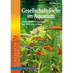 Gesellschaftsfische im Aquarium: Alles rund um Artenauswahl und Aquariengestaltung
