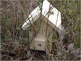 BUMBLEBEE NEST