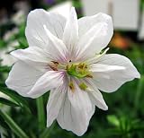 Hardy Geranium Double Jewel - NEW ! - Unique Double Bloom - B0012ADTSW