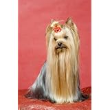 The Ultimate Yorkshire Terrier Book