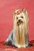 The Ultimate Yorkshire Terrier Book