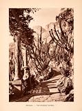 1924 Photogravure Monaco Mediterranean Garden Europe Cactus Park Bench Umbrella - Original Photogravure