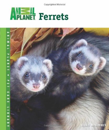 ferret care