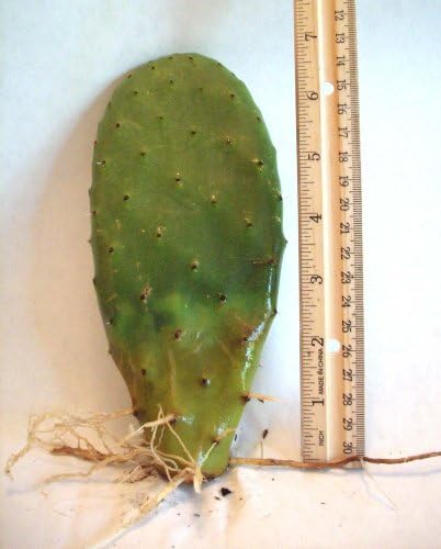Prickly Pear, Nopal Verde or Opuntia, (Live Bareroot Plant)