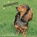dachshund40 - Dachshunds 2009 Wall Calendar