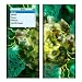 Envy Design Decal Skin Sticker for Apple iPod nano 2G (2nd Generation) 2GB/ 4GB/ 8GB Player