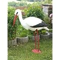 Storch