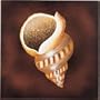 Hand Painted Wood Wall Art - Sea Shell Tibia