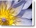 Lemon Drop Canvas Print / Canvas Art - Artist Mark Kryzaniak