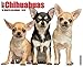 Chihuahuas 2015 Calendar