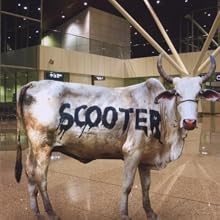 Behind the Cow