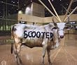 Behind the Cow