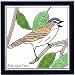 BIRDS-TRIVETS-WALL PLAQUES-RED-EYED VIREO TILE by Besheer Art Tile, Bedford, New Hampshire, U.S.A.