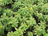 Eigenschaften Dachstauden  / Sedum kamtschaticum `Variegatum, 6 Pflanzen