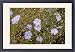Framed Prints of Perennial flax from Ardea Wildlife Pets