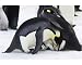 Photographic Print of Emperor Penguin - pair parenting chick from Ardea