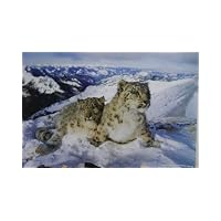 Snow Snow Leopards - Panthera Uncia - Wildlife Cats- Paper Poster Measures 36 x 24 inches (91.5 x 61 cm)