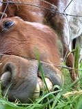 So, You Want to Own a Horse? A New Guide for Equestrian Care