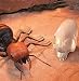 Uncle Milton Indiana Jones Remote Control Ant_s-2