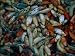 Japanese Ornamental Koi in a Feeding Frenzy Sports
