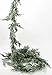 Factory Direct Craft Weather Resistant Snowy Cedar Garland - Winter Greenery ICY Juniper Pine Christmas Garland - Holiday Lodge Decoration (Size - 6 feet Long)