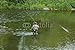 Wallmonkeys Peel and Stick Wall Decals - Fly Fishing - Removable Graphic