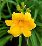'Stella D'Oro' Daylily Perennial - Hemerocallis