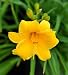 'Stella D'Oro' Daylily Perennial - Hemerocallis