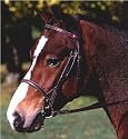 Gladstone Round Raised Bridle