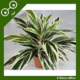 46cm Potted Artificial Silk Dracaena Plant ~ Office Plant with Pot ~ Home & Conservatory Decoration