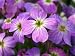 1000 EVENING (NIGHT) SCENTED STOCK Matthiola Bicornis Flower Seeds