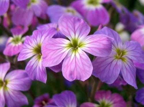 1000 EVENING (NIGHT) SCENTED STOCK Matthiola Bicornis Flower Seeds 1000 EVENING (NIGHT) SCENTED STOCK Matthiola Bicornis Flower Seeds