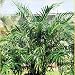 PARLOR PALM CHAMAEDOREA ELEGANS house plant 50 seeds