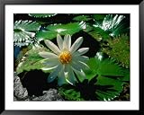 Detail of Water Lily, Indonesia Photography Framed Art Poster Print by Nicholas Reuss, 49x39
