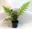 Australian Tree Fern - Cyathea cooperi - Exotic - 3" Pot