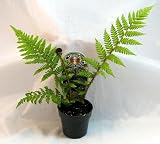 Australian Tree Fern - Cyathea cooperi - Exotic - 3 Pot