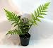 Australian Tree Fern - Cyathea cooperi - Exotic - 3" Pot Australian Tree Fern - Cyathea cooperi - Exotic - 3" Pot