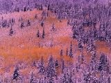Aspen Trees, Maroon Bells Snowmass Wilderness, Colorado, USA Photographic Poster Print