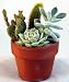 Cactus & Succulent Garden - 3" Clay Pot - 3 Different Plants