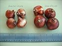 Narcissus Ziva Paperwhites, 10 bulbs - 17+cm