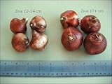 Narcissus Ziva Paperwhites, 10 bulbs - 17+cm