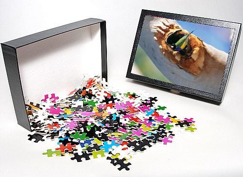 Photo Jigsaw Puzzle of Gouldian FINCH - At nest entrance in Salmon Gum, from Ardea Wildlife Pets
