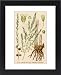 Framed Prints of Plants/asparagus from Mary Evans
