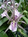 Miltassia Charles M Fitch orchid