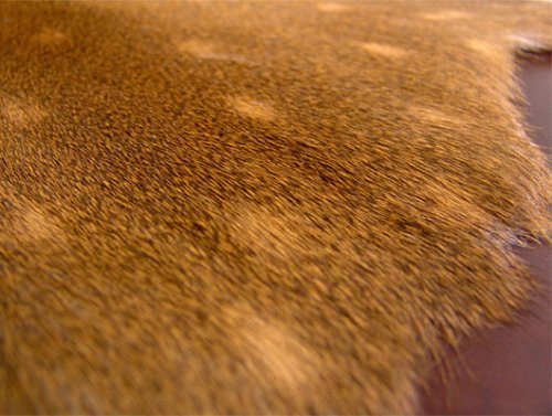 Cover image : Deer Skin Real Leather [S] 鹿皮